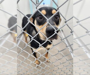 Rottweiler-Unknown Mix Dogs for adoption in Temple, TX, USA