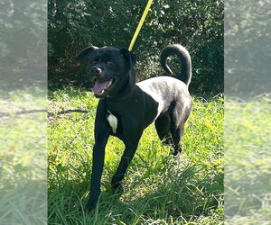 Labrador Retriever-Unknown Mix Dogs for adoption in Wetumpka, AL, USA