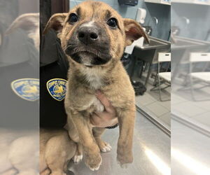 Australian Kelpie-Unknown Mix Dogs for adoption in Corpus Christi, TX, USA