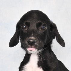 Labrador Retriever-Unknown Mix Dogs for adoption in Danville, KY, USA