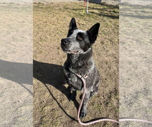 Medium Photo #1 Mutt Puppy For Sale in Emmett, ID, USA