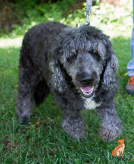 Goldendoodle Dogs for adoption in Roanoke, VA, USA