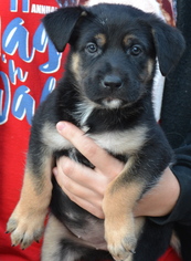 German Shepherd Dog Dogs for adoption in Simi Valley, CA, USA