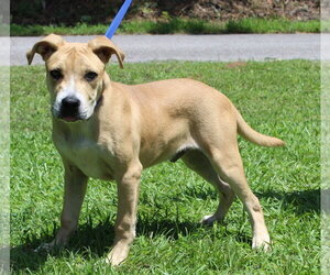 Mutt Dogs for adoption in Prattville, AL, USA