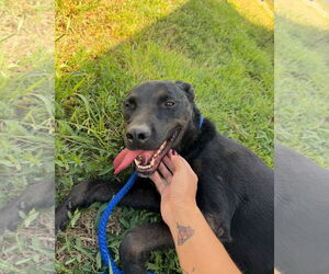 Labrador Retriever-Unknown Mix Dogs for adoption in Grafton, WI, USA