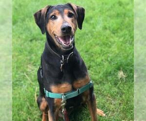 Doberman Pinscher Dogs for adoption in Madison, WI, USA