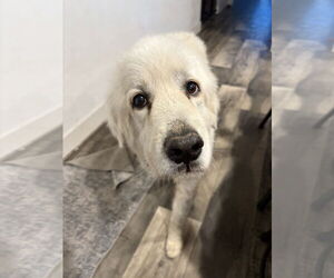 Great Pyrenees Dogs for adoption in Mount Pleasant, SC, USA