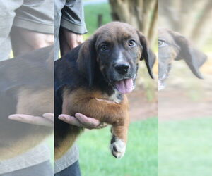 Spaniel-Unknown Mix Dogs for adoption in Milner, GA, USA