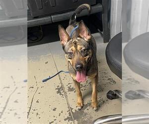 Mutt Dogs for adoption in Tallahassee, FL, USA