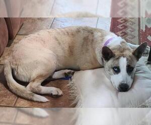 Akita-Unknown Mix Dogs for adoption in Tehachapi, CA, USA