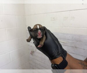 Mutt Dogs for adoption in San Bernardino, CA, USA