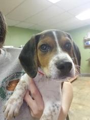Beagle Dogs for adoption in Columbus, GA, USA