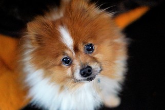 Pomeranian Dogs for adoption in Bealeton, VA, USA