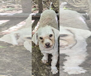 Maltese-Unknown Mix Dogs for adoption in Missouri City, TX, USA