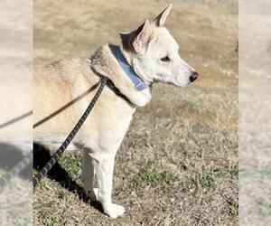 Australian Shepherd-Siberian Husky-Unknown Mix Dogs for adoption in Nashville, TN, USA