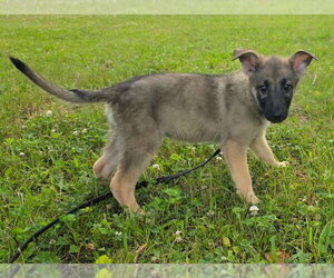 Mutt Dogs for adoption in Walnutport, PA, USA