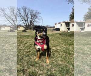 Mutt Dogs for adoption in Uwchlan, PA, USA