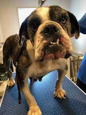 Bulldog Dogs for adoption in CORNING, NY, USA