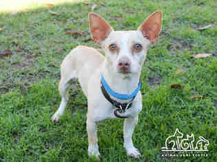 Medium Photo #11 Chihuahua Puppy For Sale in Irvine, CA, USA