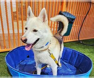 Huskies -Unknown Mix Dogs for adoption in Las Vegas, NV, USA