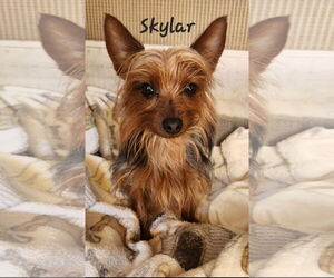 Mutt Dogs for adoption in Bon Carbo, CO, USA