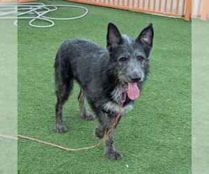 German Shepherd Dog-Unknown Mix Dogs for adoption in Las Vegas, NV, USA