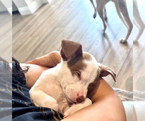 Jack Russell Terrier-Unknown Mix Dogs for adoption in San Juan Capistrano, CA, USA