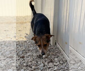 Beagle Dogs for adoption in Corning, AR, USA