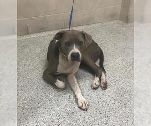 Great Dane-Unknown Mix Dogs for adoption in Conroe, TX, USA