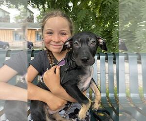 Dachshund-Unknown Mix Dogs for adoption in NYC, NY, USA