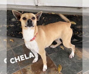 Rat-Cha Dogs for adoption in HOUSTON, TX, USA