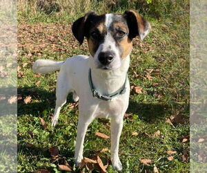 Collie-Jack Russell Terrier Mix Dogs for adoption in Bristol, CT, USA
