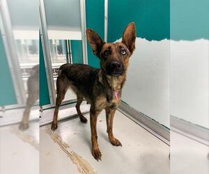 Dutch Shepherd -German Shepherd Dog Mix Dogs for adoption in Oklahoma City, OK, USA