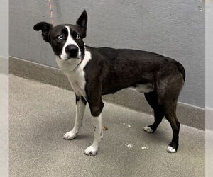 German Shepherd Dog-Unknown Mix Dogs for adoption in Las Vegas, NV, USA