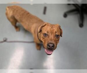 Mastiff-Unknown Mix Dogs for adoption in Denver, CO, USA