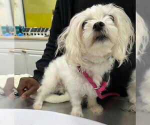 Maltese Dogs for adoption in Forestville, MD, USA
