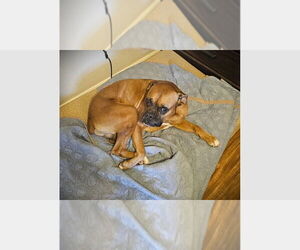 Boxer Dogs for adoption in Austin, TX, USA