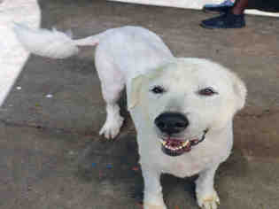 Great Pyrenees Dogs for adoption in Fort Walton Beach, FL, USA