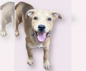 Labrador Retriever-Unknown Mix Dogs for adoption in Rockville, MD, USA