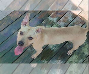 Mutt Dogs for adoption in Murfreesboro, NC, USA