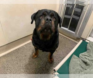 Rottweiler Dogs for adoption in Berkeley , CA, USA