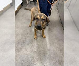 German Shepherd Dog-Unknown Mix Dogs for adoption in Forestville, MD, USA