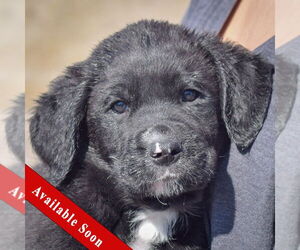 Mutt Dogs for adoption in Huntley, IL, USA