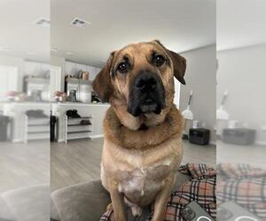 Labrador Retriever-Unknown Mix Dogs for adoption in San Antonio, TX, USA