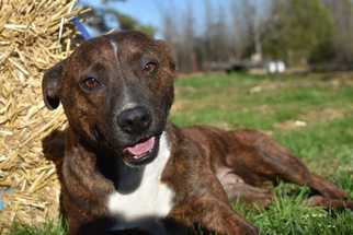 Small Mountain Cur-Staffordshire Bull Terrier Mix