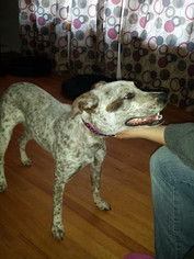 Catahoula Leopard Dog Dogs for adoption in Seven Valleys, PA, USA