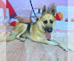 German Shepherd Dog Dogs for adoption in Long Beach, CA, USA