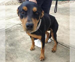 Doberman Pinscher-Unknown Mix Dogs for adoption in San Antonio, TX, USA