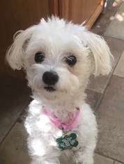 Maltese Dogs for adoption in Euless, TX, USA