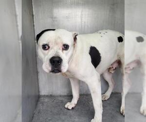 American Staffordshire Terrier-Unknown Mix Dogs for adoption in San Antonio, TX, USA
